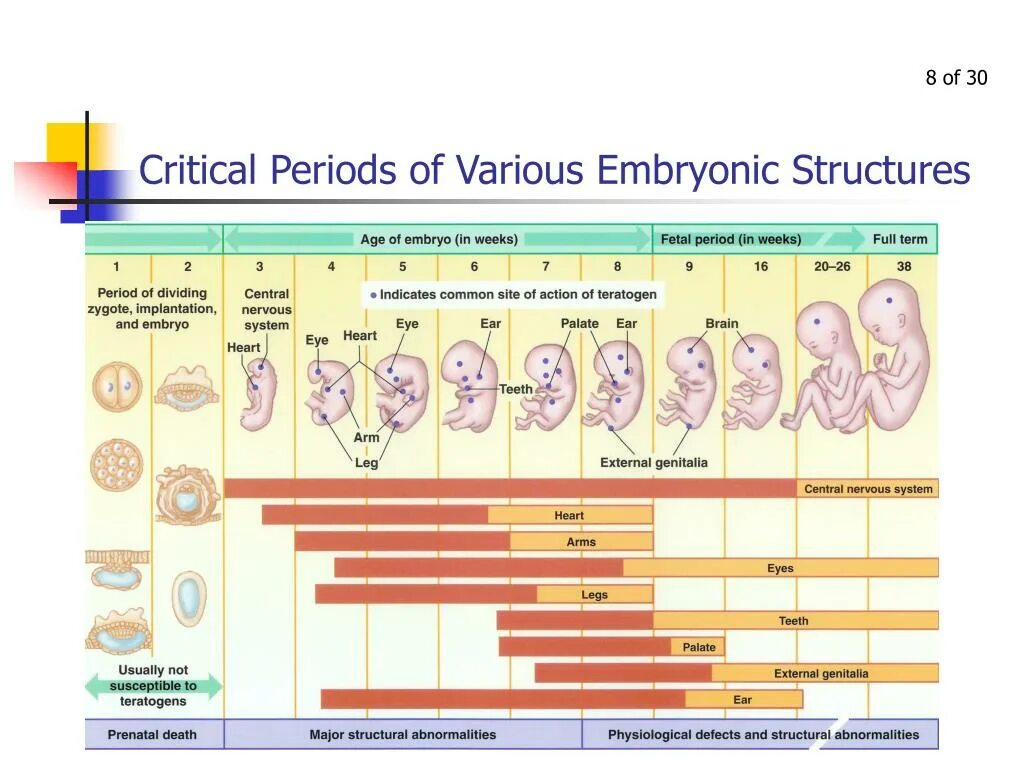 Critical period of Development. Periods of Human Development.