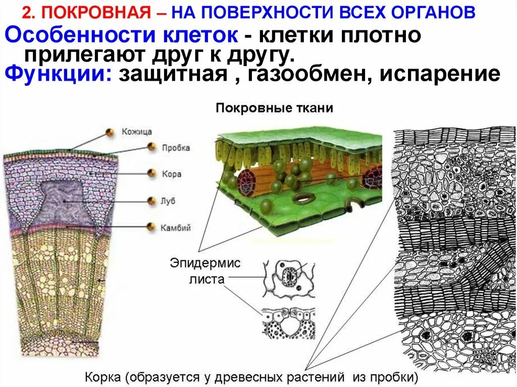 Покровная ткань часть впр. Покровные ткани растений камбий. Покровная ткань растений рисунок строение. Строение покровной ткани растений. Покровная ткань растений рисунок.