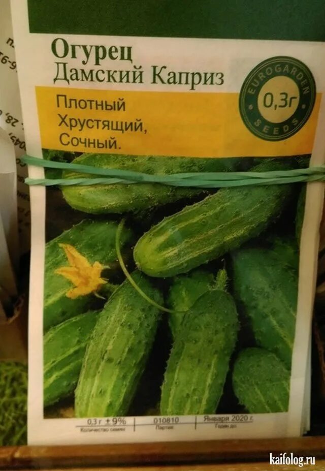 Анекдот про огурцы а мне для салата. Огурец прикол. Огурец юмор. Анекдот про огурцы. Огурец юмор.