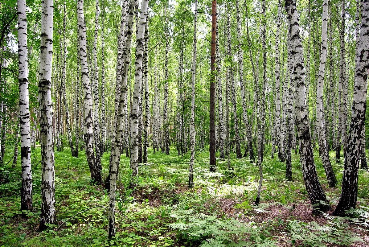 Береза новосибирск купить