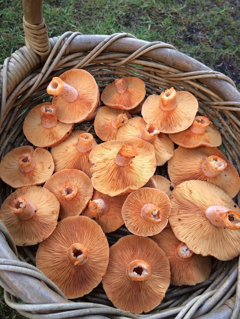 Обрабатываем рыжики. Рыжик Сосновый/Боровой (Lactarius deliciosus);. Гриб Рыжик Сосновый. Рыжик Боровой Сосновый. Млечник Рыжик гриб.