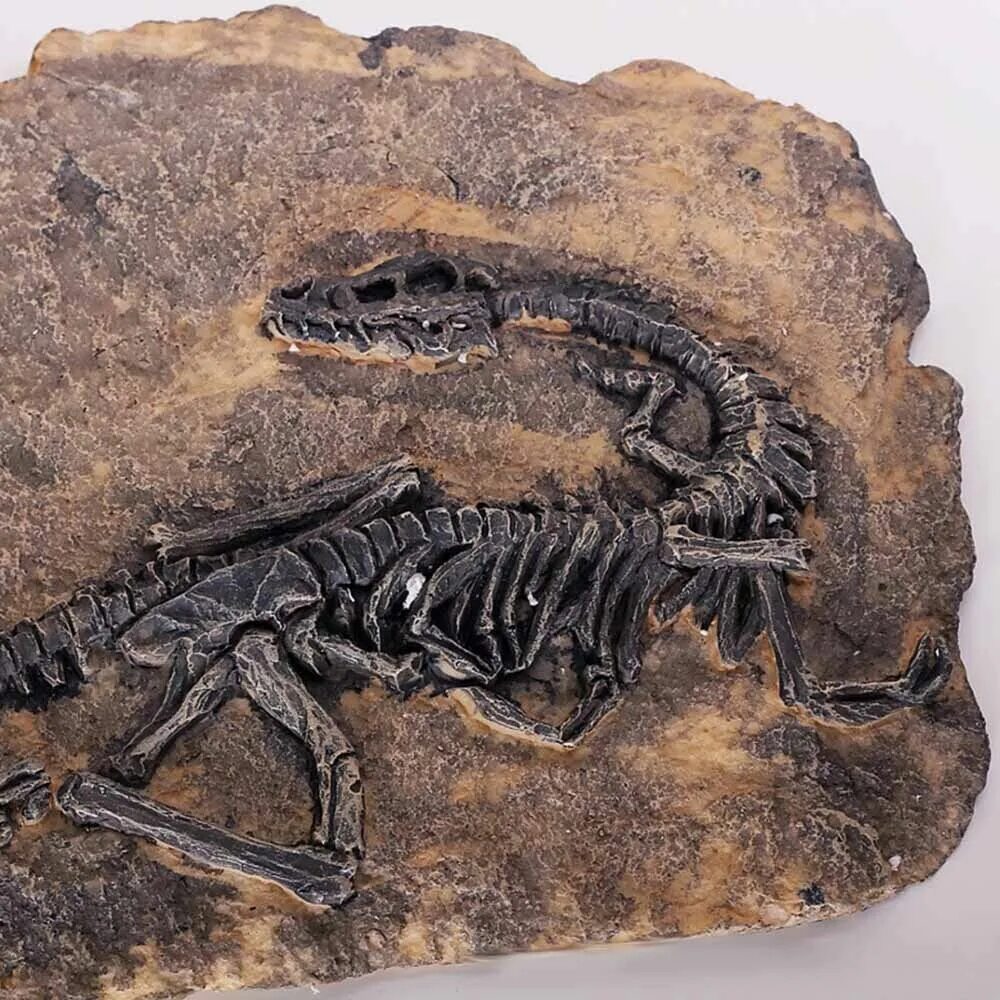 Окаменелости тиранозавра. Тираннозавр окаменелость. Ископаемые останки тираннозавра. Скелет динозавра окаменелость.