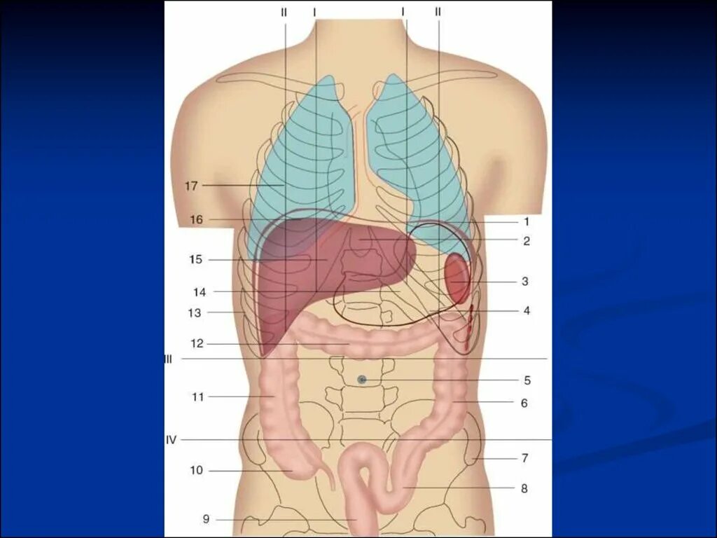 Органы человека находящиеся с левой стороны. Анатомия человека органы селезенка. Анатомия человека расположение органов брюшной полости. Скелетотопия печени анатомия. Топография брюшной полости анатомия.