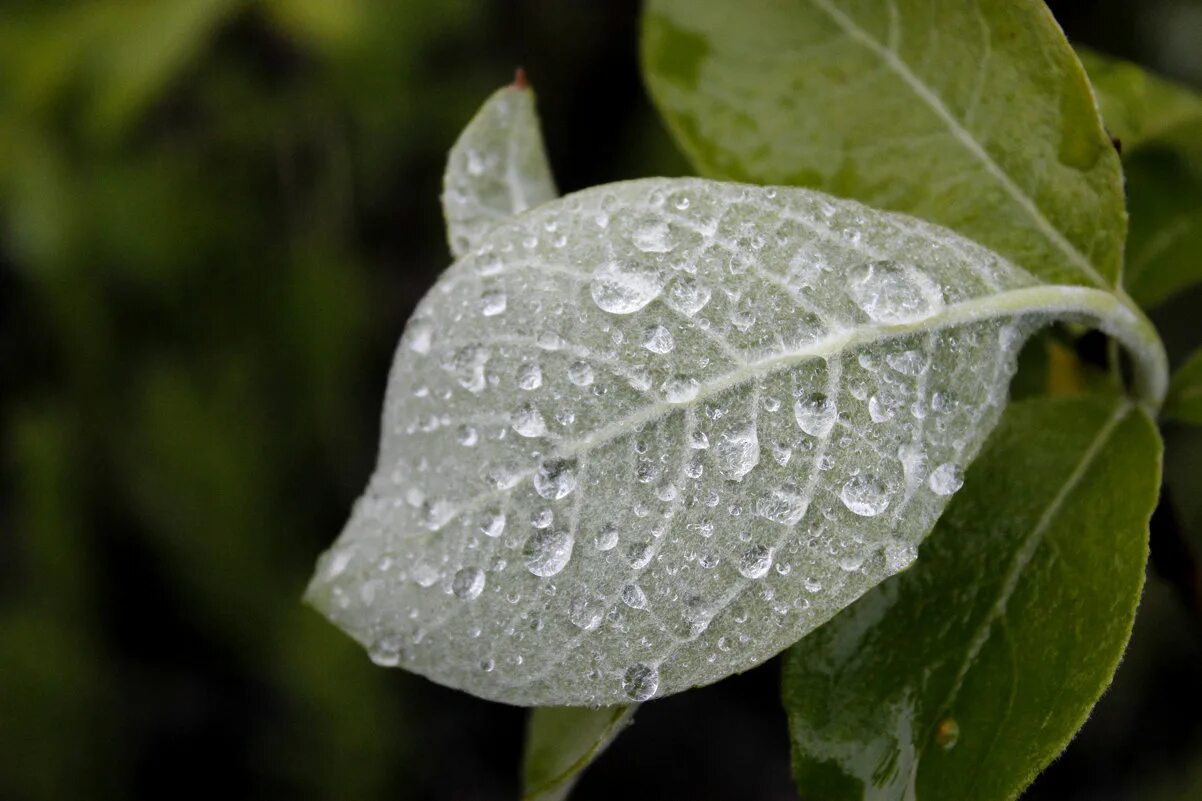 Капли на листьях после дождя. Листья деревьев покрылись серебристыми капельками дождя. Капли на листьях. Капли дождя на листьях. Капли дождя на листьях.