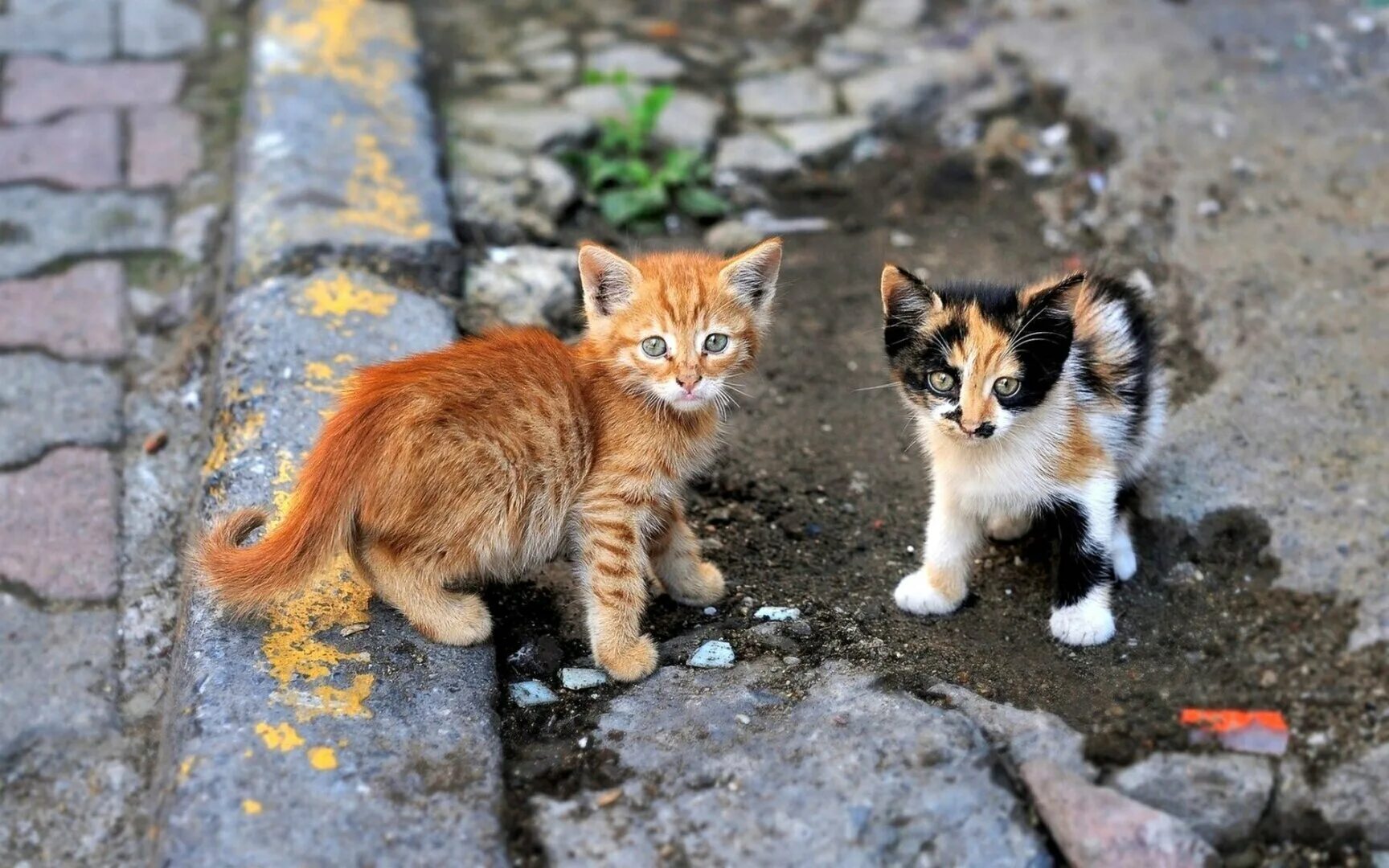 Коты и кошки на улице. Бездомные котята. бездомный кот. уличные кошки. дворовые кошки.