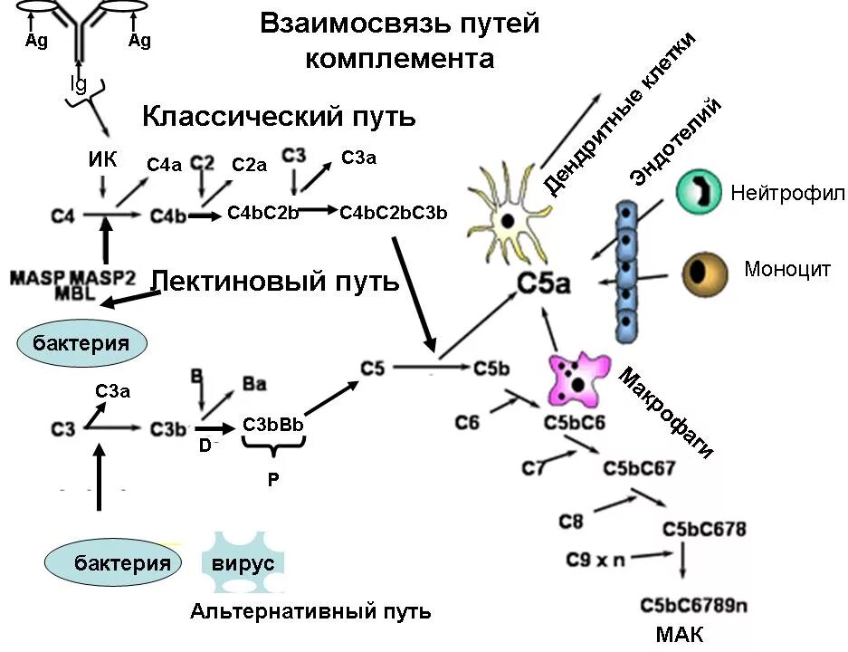 Комплемент иммунитет. Классический путь активации системы комплемента схема. Активация системы комплемента с3. Строение компонентов системы комплемента. Механизмы активации системы комплемента.