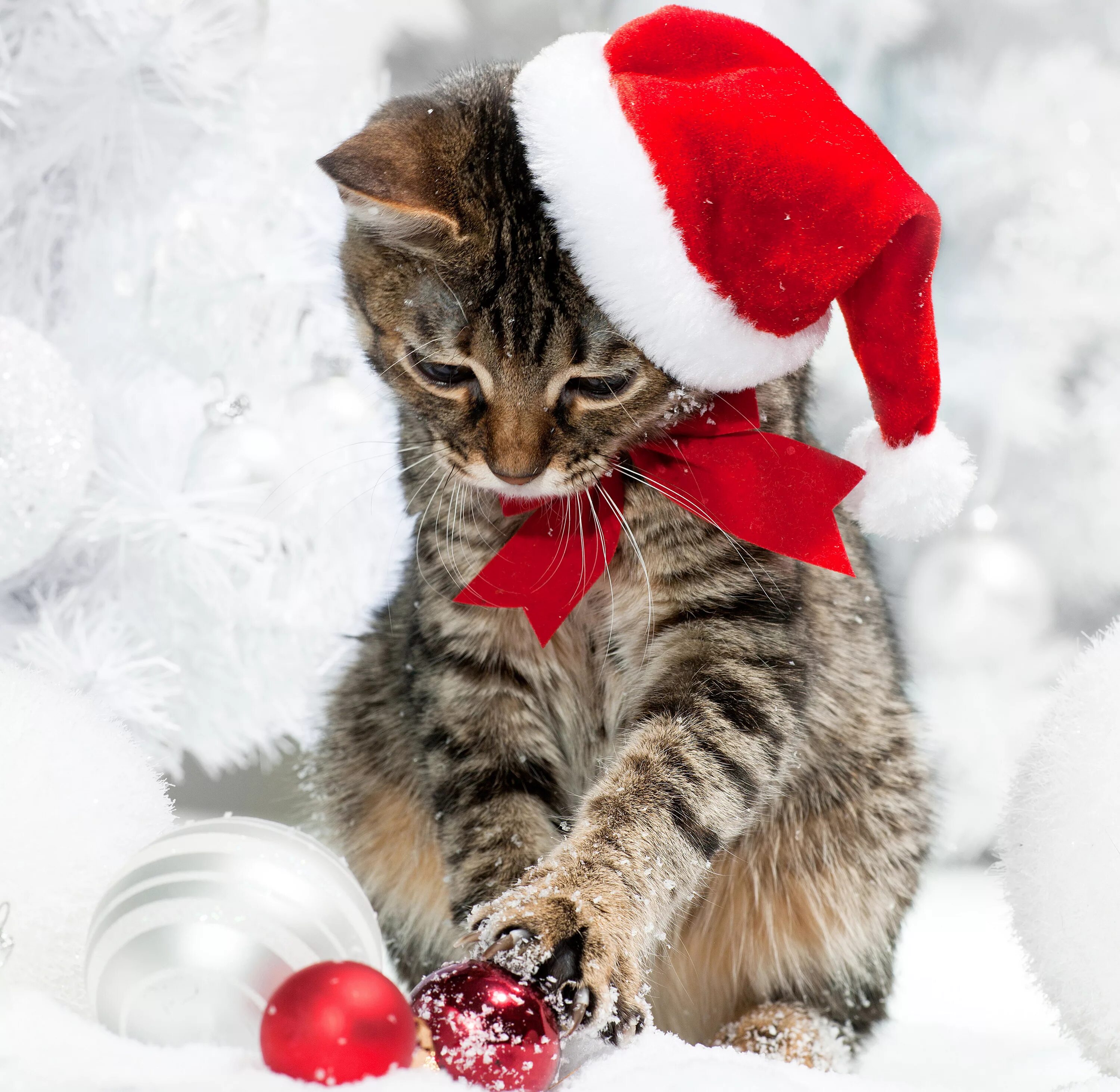 Котята новый год. Новогодний кот. Котята в новогодних шапочках. Кот новый год. Новогодний кот.