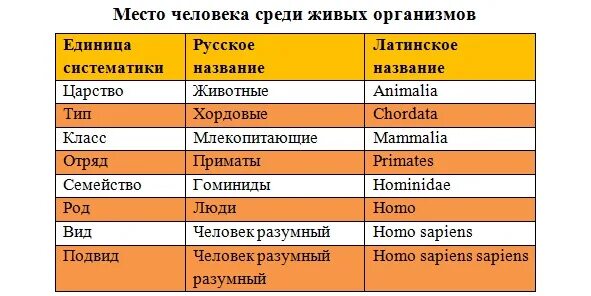 Положение на латыни. Систематика человека на латыни. Название видов животных на латыни. Систематическая классификация человека. Систематика на Лытин.