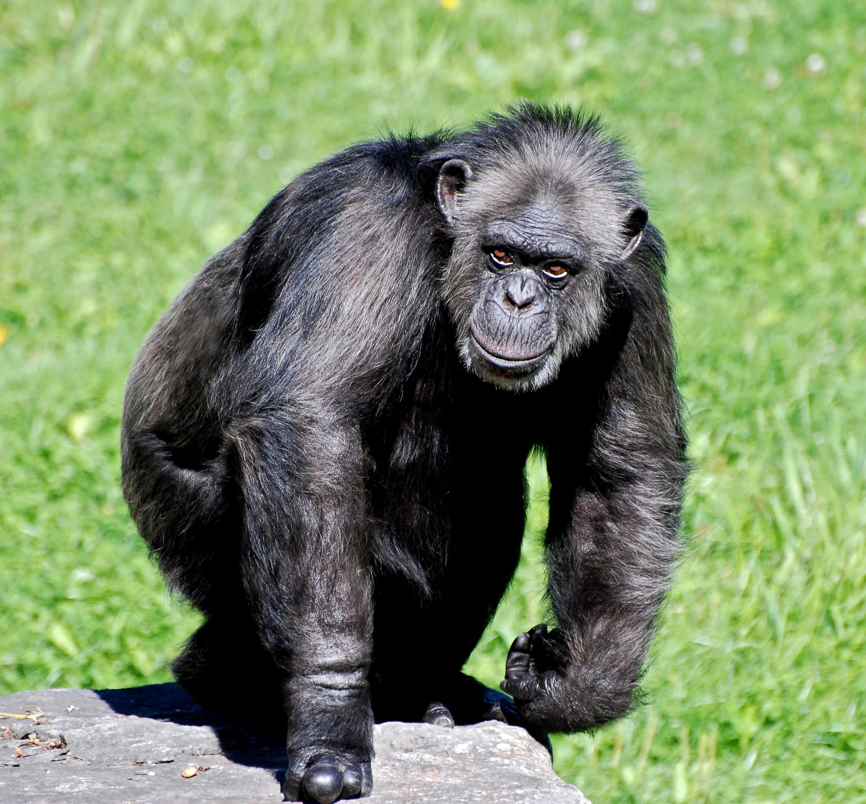 Дикий шимпанзе