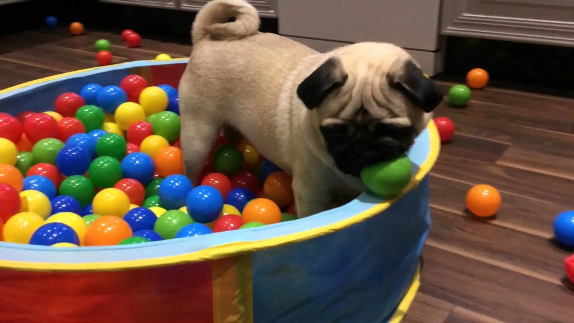 Puppy play
