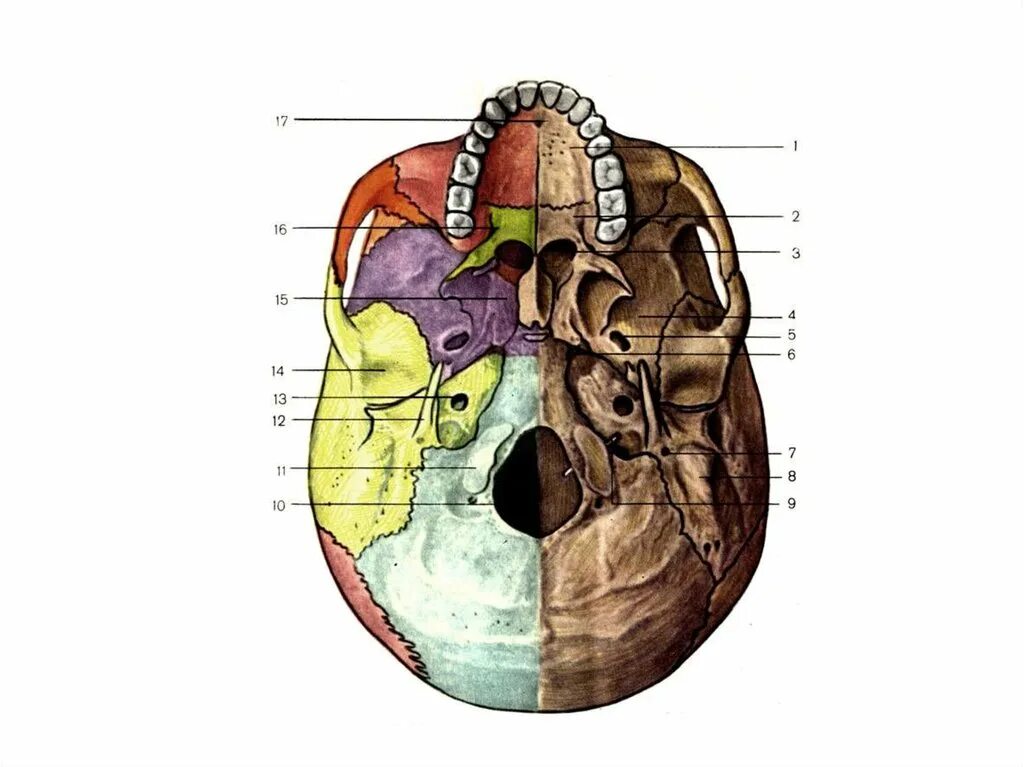Основание черепа отделы. Наружное основание черепа вид снизу. Внутренне основание черепа анатомия. Наружное основание черепа анатомия атлас. Внешнее основание черепа анатомия.