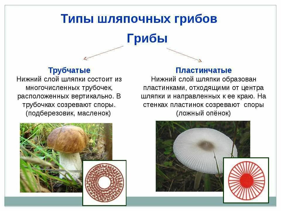 Тело пластинчатых имеет. Шляпочные грибы трубчатые и пластинчатые. Классификация грибов Шляпочные пластинчатые трубчатые. Шляпочные грибы трубчатые и пластинчатые таблица. Грибы строение шляпочных грибов.