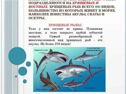 К какому продукту относится рыба