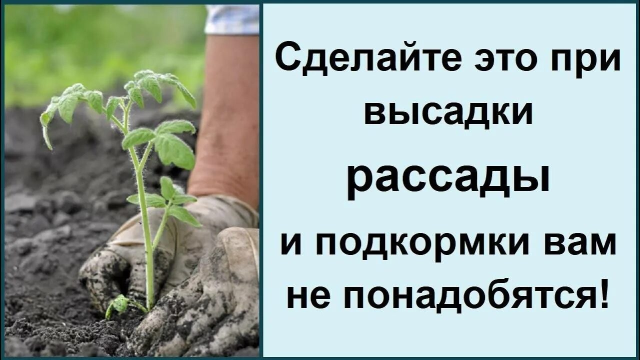 Что положить в лунку при посадке перца. Высадка рассады томатов в лунку. Чего ложить в лунку при высадке томатов. Что положить в лунку при посадке перца в открытый грунт рассадой.