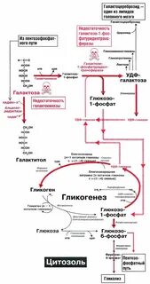 Нарушение обмена галактозы клинические рекомендации