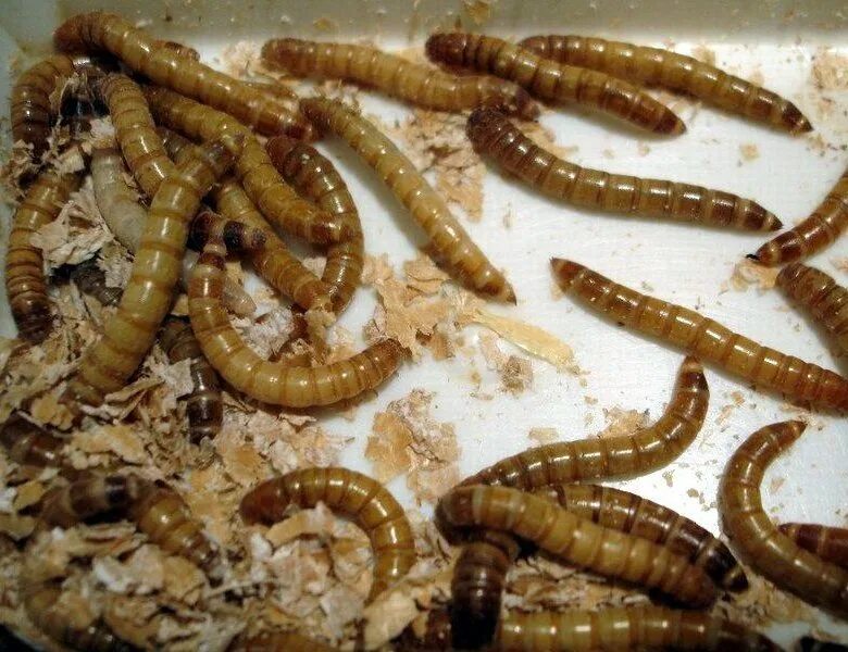 Откуда берутся черви. Мучные черви личинки. Мучной червь (личинка мучного хрущака). Зофобас и мучной червь.