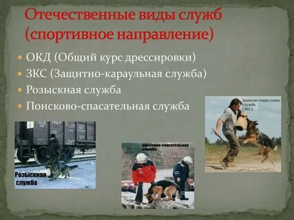 Профессионализмы профессии кинолог