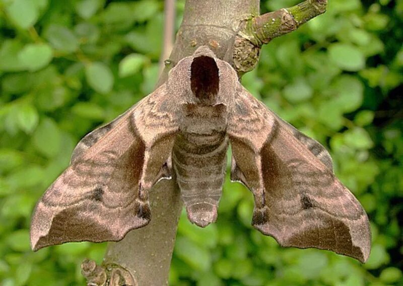 i?id=6762b6c73203b886ec6ee5953be87734_l-