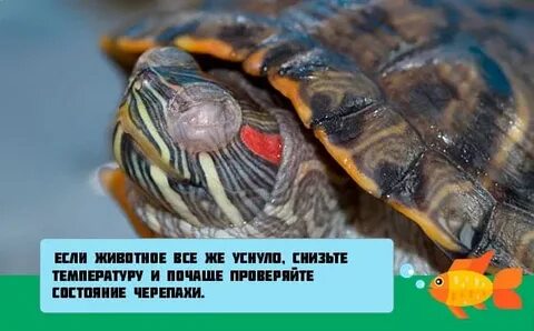 Сколько спят черепахи