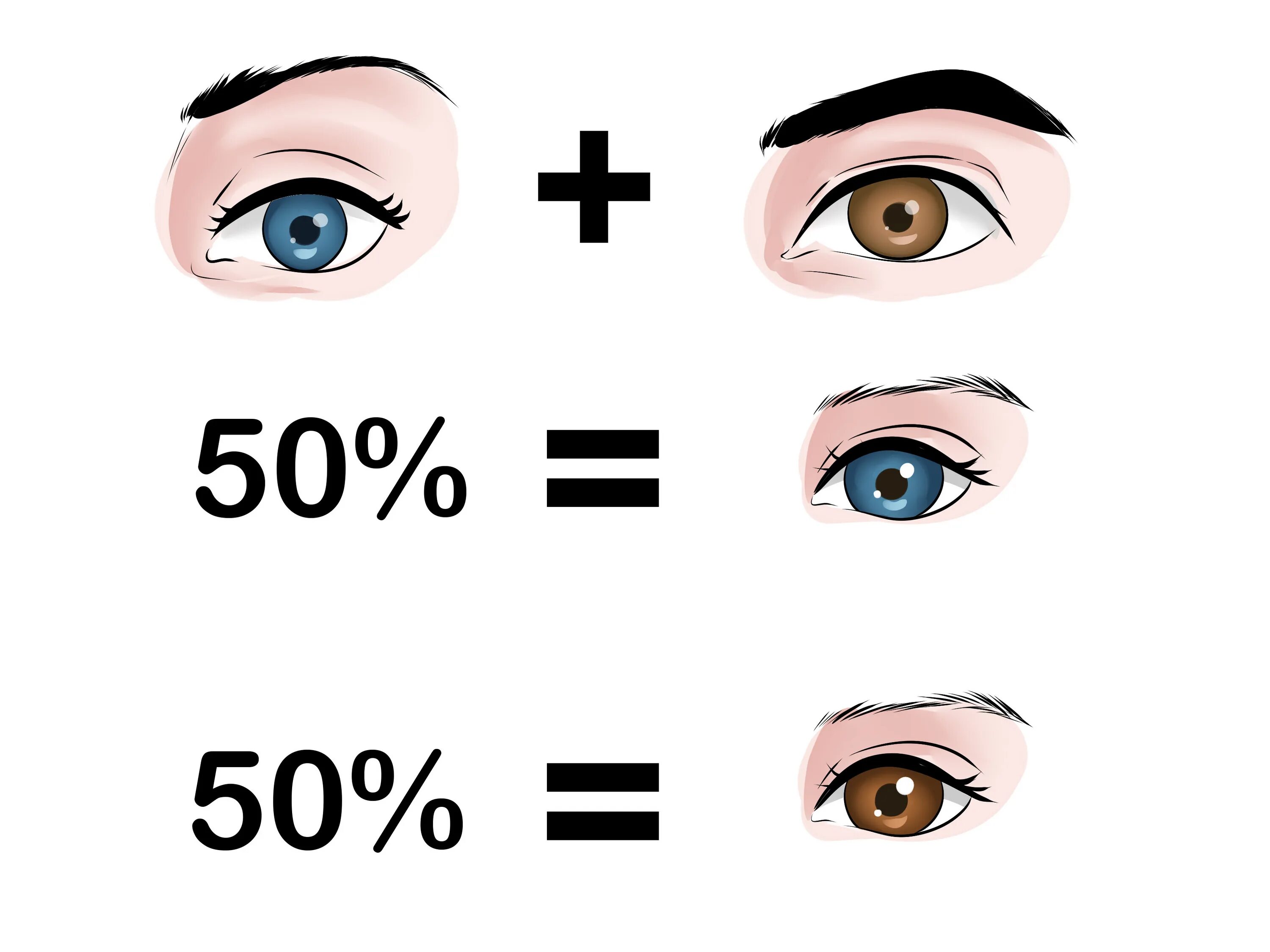 Как узнать какой цвет глаз. Цвет глаз схема. Цвет глаз генетика. Калькулятор цвета глаз. Аллели цвета глаз.