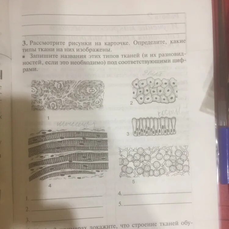 Рассмотрите рисунок в каком сосуде семена. Рассмотрите рисунок определите. Рассмотрите рисунки определите какие типы тканей на них изображены. Рассмотрите рисунок и определите вид ткани. На рисунке изображена ткань.