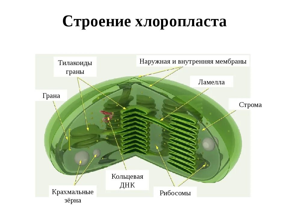 Хлоропласты это ответ. Хлоропласты Строма тилакоиды граны. Строение клетки хлоропласты. Строение хлоропласта ЕГЭ биология. Строение хлоропласта Ламелла.