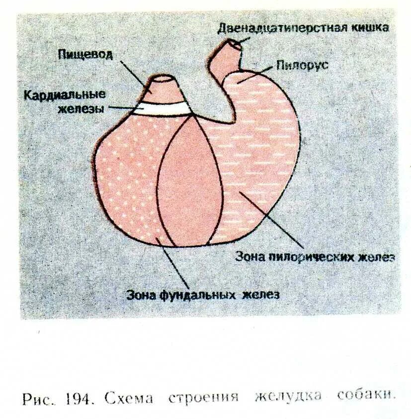 Желудок животных строение. Строение однокамерного желудка. Строение однокамерного желудка у животных анатомия. Строение однокамерного желудка свиньи. Строение и топография однокамерного желудка свиньи.