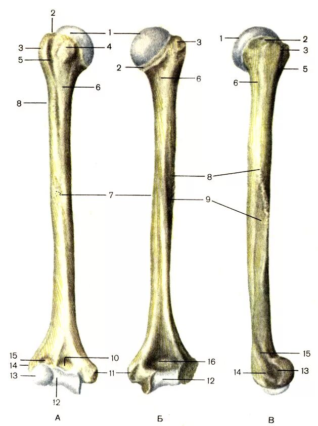 Humerus латынь. Tuberositas deltoidea humeri. Humerus атлас. Humerus латынь. Humerus латынь.