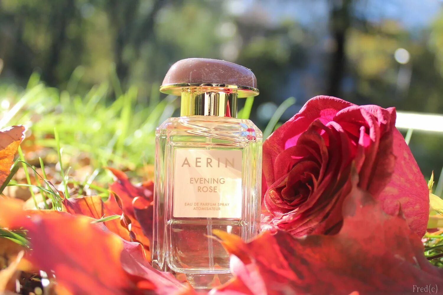 Aerin Evening Rose. Аромат цветущих дней