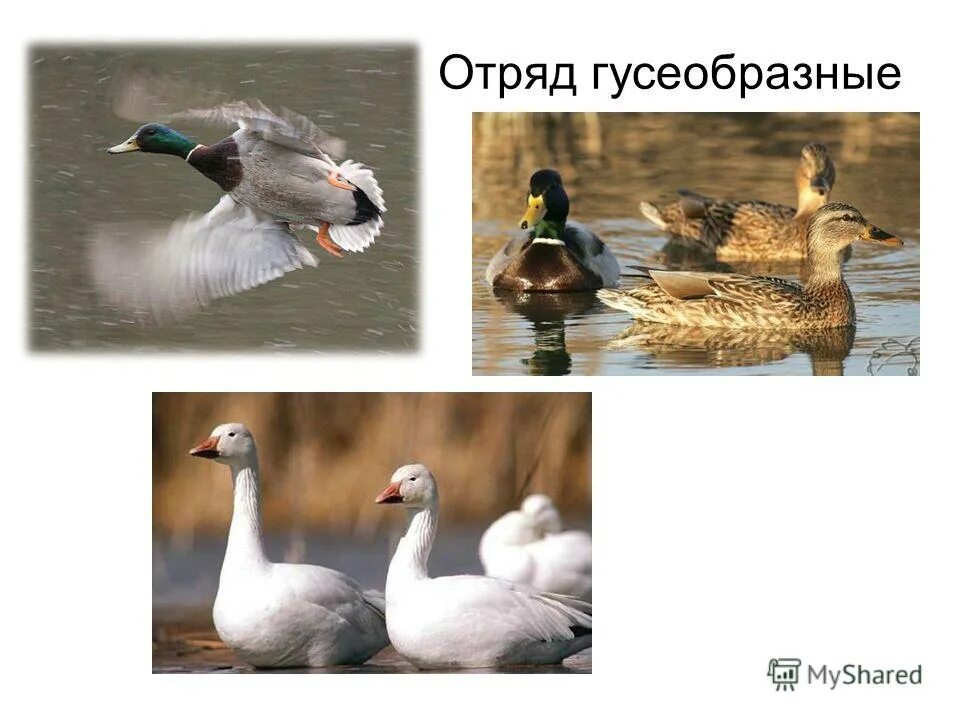 Гусеобразные значение в природе и жизни человека. Гусеобразные значение в природе и жизни человека