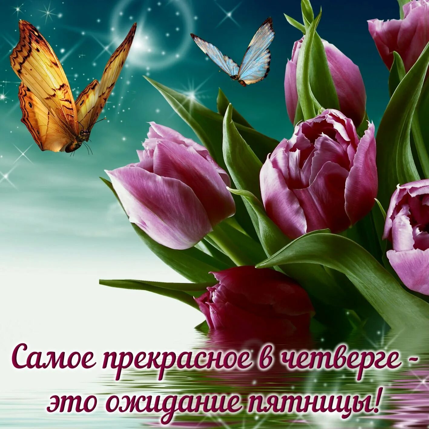 Открытки с четвергом. Тюльпан и бабочка. Бабочка на цветке.