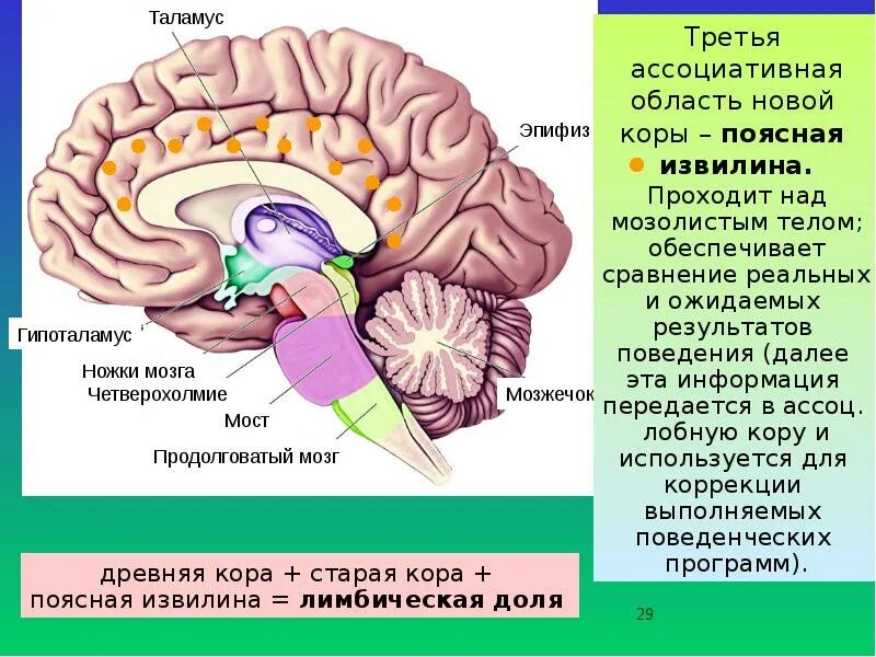 Нервные центры промежуточного мозга. Строение мозга таламус гипоталамус. Зрительный бугор таламус. Мозг анатомия таламус. Таламус зрительный бугор анатомия.