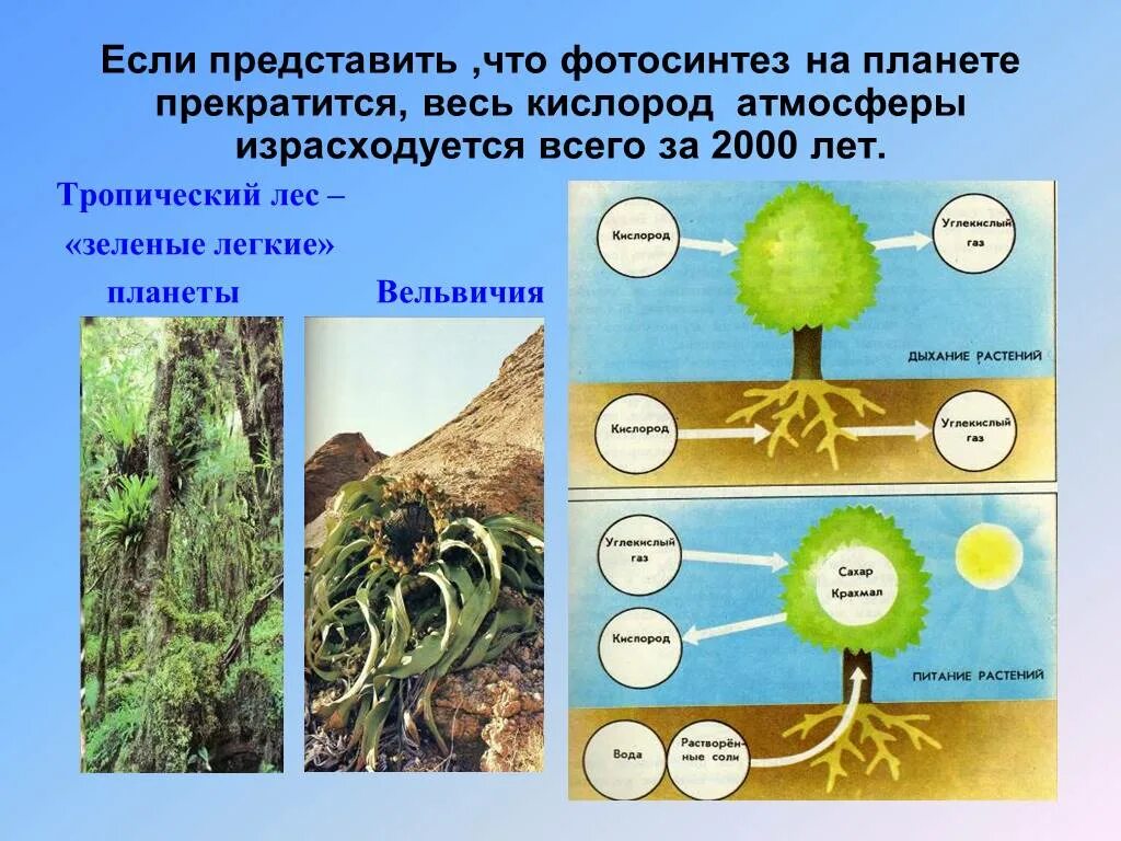 Влияние растений на климат. Растения лёгкие планеты. Влияние живых организмов на растения. Растения легкие нашей планеты. Воздействие живых организмов на среду обитания