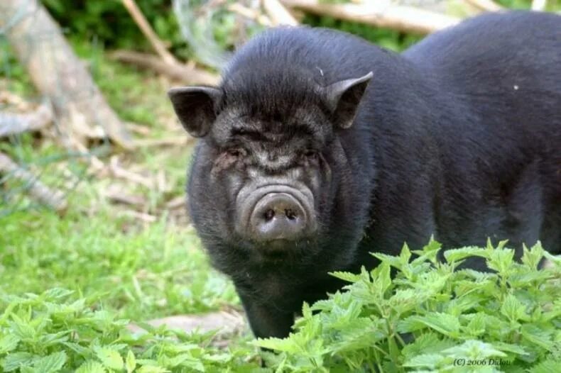 Какого цвета свинки. Китайская порода свиней. Китайская порода свиней Мейшан. Черная свинья. Черный поросенок.