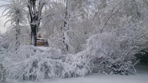 Снежная ли