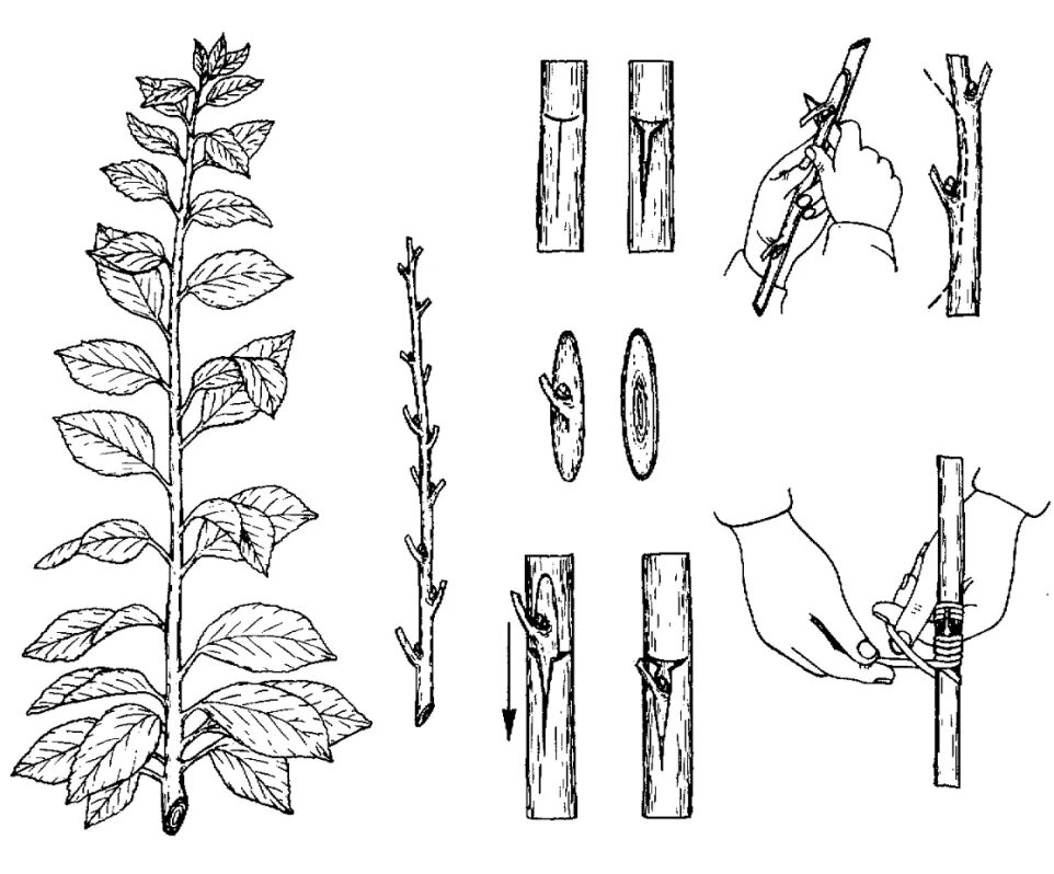 Размножение глазком. Окулировка плодовых деревьев. Черенкование яблони. Корневые черенки яблони.