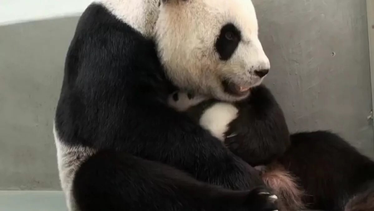 Большая панда катюша. Мама Панда. Панда мама и малыш. Панда мама Панда. Мама Пандиган.