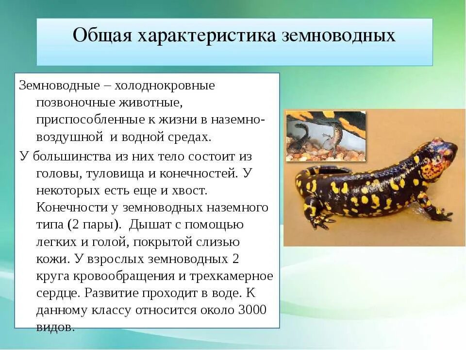 Подтипы земноводных. Биология 7 класс земноводные или амфибии. Характеристика класса земноводные или амфибии 7 класс биология. Биология 7 класс класс земноводные или амфибии общая характеристика. Биология 7 класс общая характеристика земноводных и амфибий.