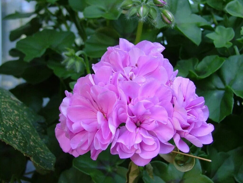 Пеларгония Plum Desert. Джубили Роуз пеларгония. Лилак Розе пеларгония. Pink Geranium пеларгония.