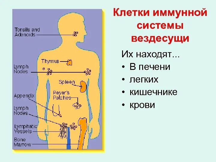 Тонкий кишечник иммунная система. Орган иммунной системы в кишечнике. Кишечник и иммунитет. Иммунные клетки в кишечнике. Иммунные клетки кишечника