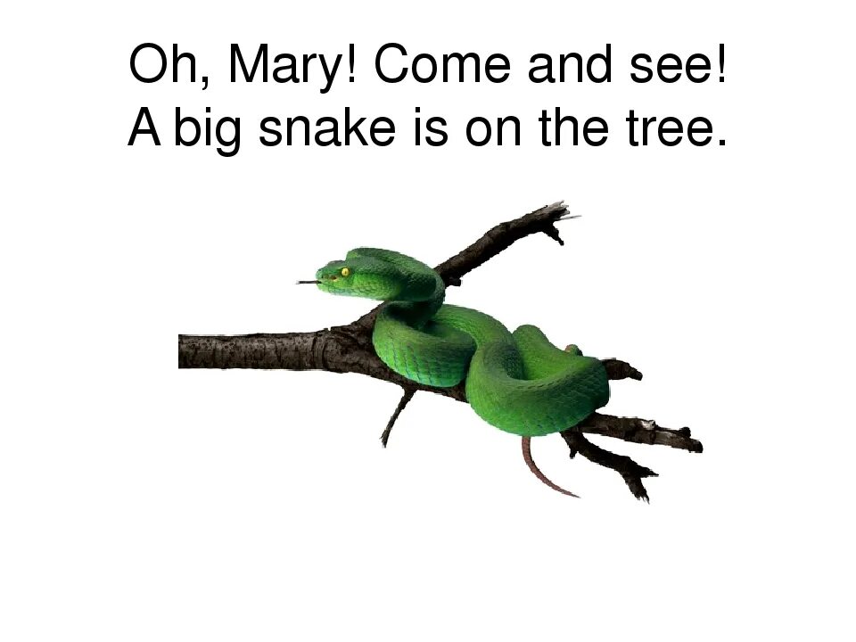 You ever seen a snake. Oh, mary! come and see! a big snake is on the tree.. oh mary come and see a big snake is. oh mary come and see. oh mary come and see a big snake is in the перевод.