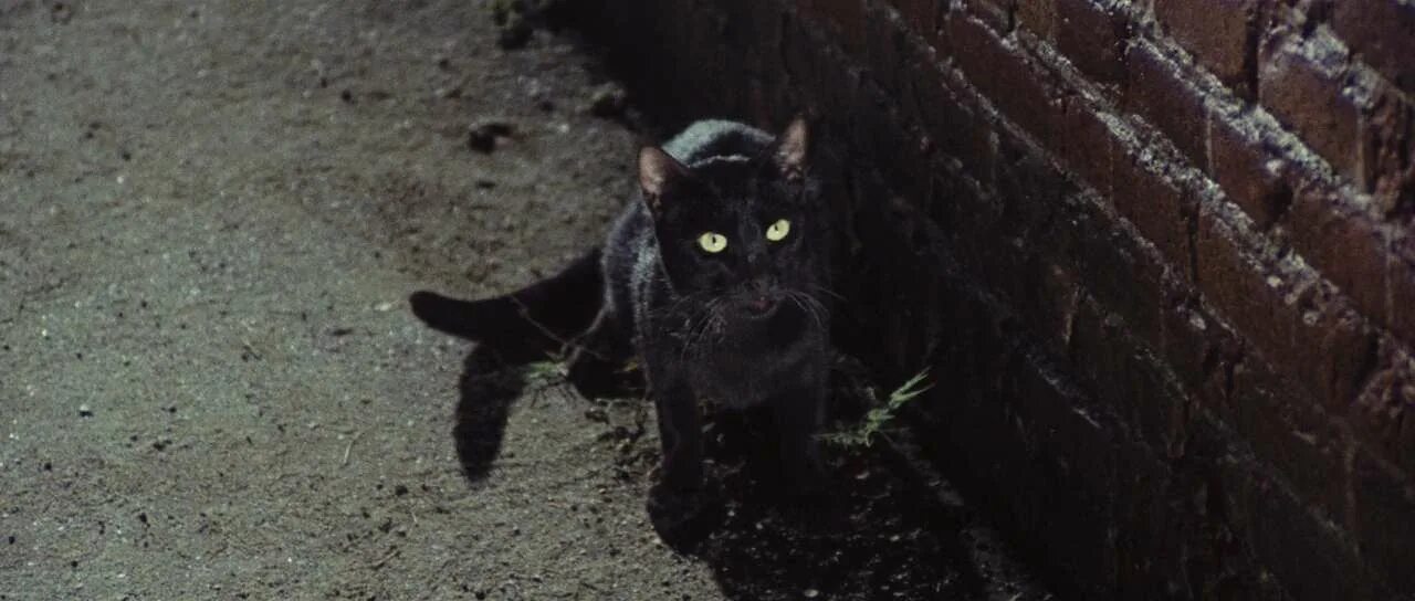 История про черного. Черный кот 1981. Советские фильмы с черной кошкой. Черный кот фильм. Фильм про черного копа.