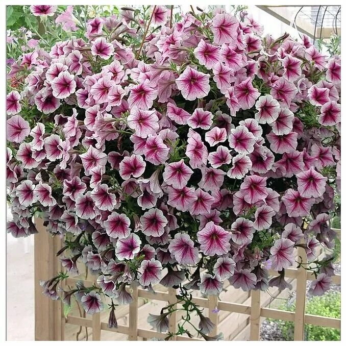 Петуния сорт опера фото Good and Plenty ™ Pomegranate Petunia hybrid Petunias, Red plants, Plants
