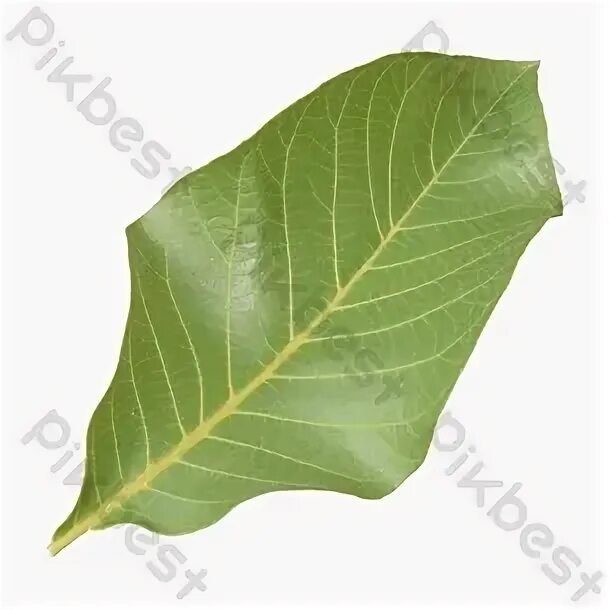 Real leaf. Real leaf