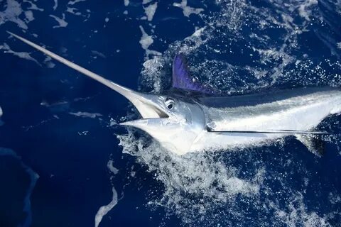 White marlin