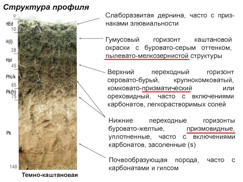 Материнская порода гумусовый вымывания вмывания. Гумусовый Горизонт каштановых почв. Строение почвы почвенные горизонты. Почвенный Горизонт каштановых почв. Почвенный профиль темно-Каштановой почвы.