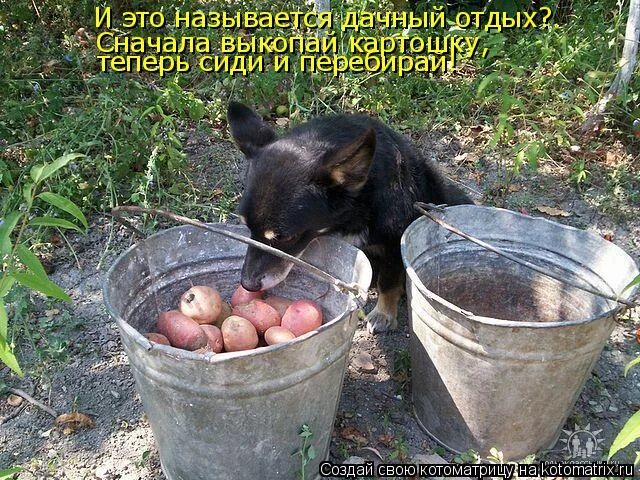 лежит на пляже. карикатуры про отпуск. хорошо ничего не делать а потом отдохнуть. отпуск у моря. кот с метлой в хорошем качестве.