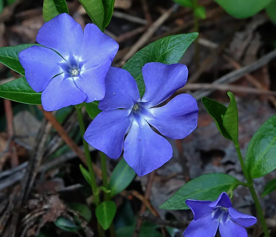 Барвинок Vinca Minor. Барвинок малый (Vinca Minor). Барвинок малый (Vínca Mínor). Барвинок малый Aureomarginata.