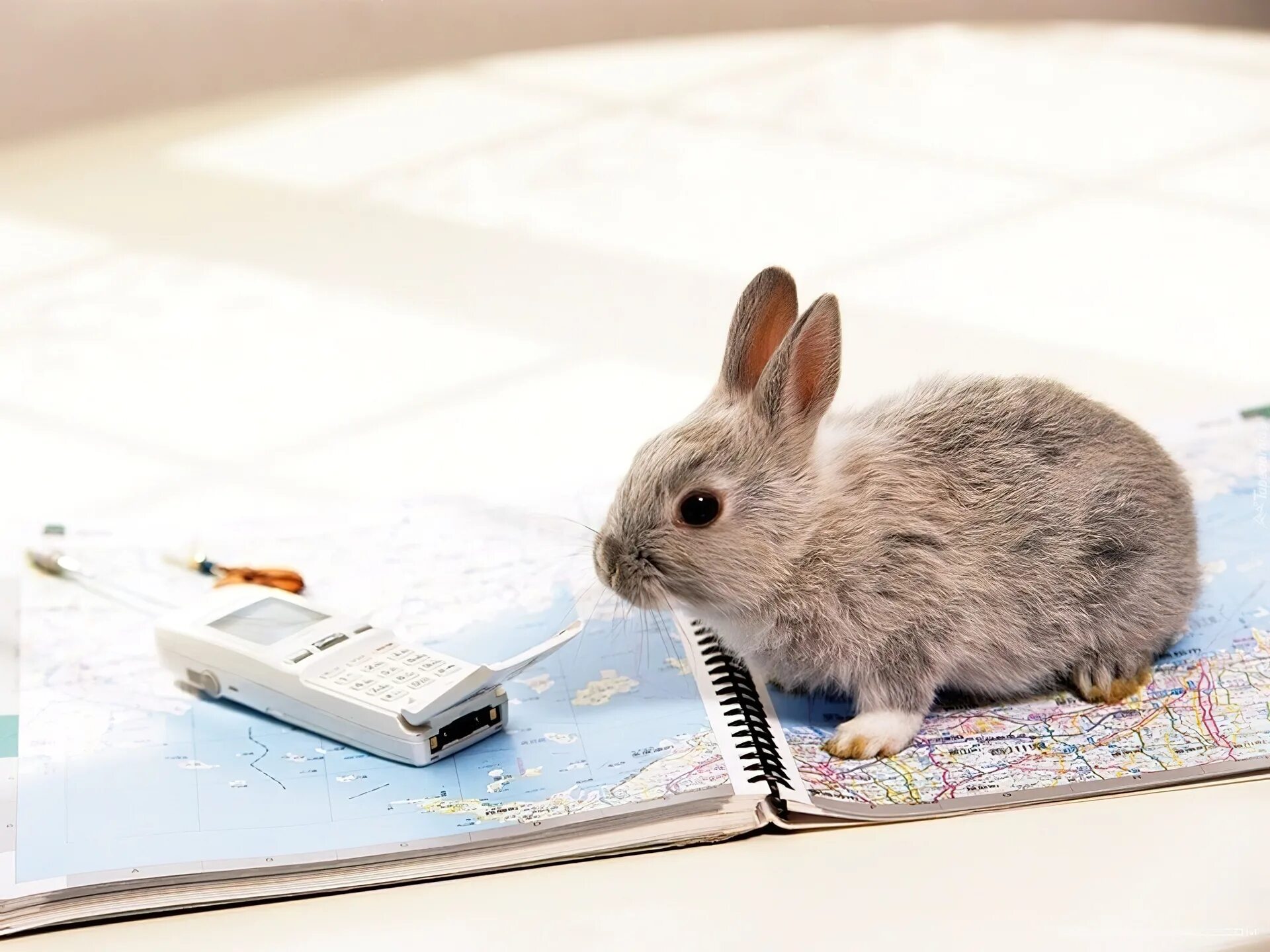 Зайка работаю работаю. Кролик. Заяц за компьютером. Кролик за компьютером. Зайчик за компьютером.