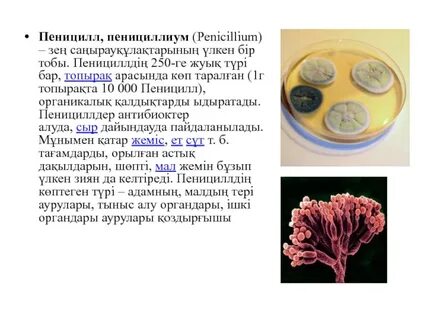 Почему мицелий пеницилла поселяется на продуктах питания